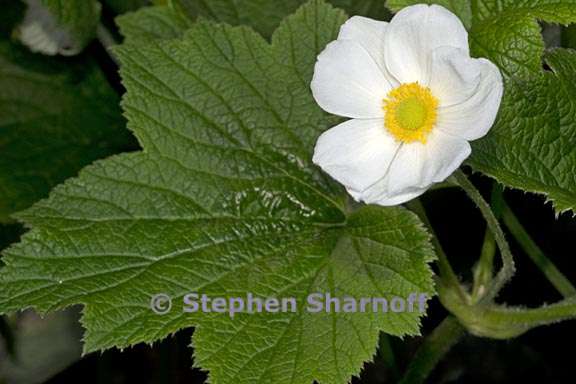 anemone vitifolia 3 graphic